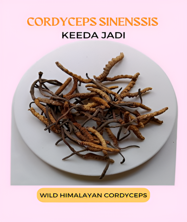Swastam Bhavati Cordyceps Sinensis 10gm